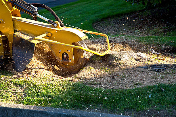 How Our Tree Care Process Works  in  Romeo, MI